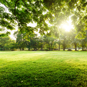 Green field